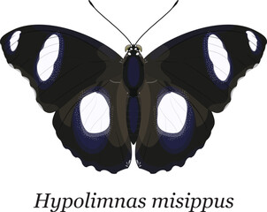 A detailed vector illustration of a Danaid Eggfly or Mimic Butterfly (Hypolimnas misippus), isolated on a white background © Ento