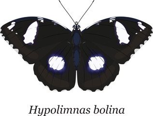 A detailed vector illustration of a Great Eggfly or Blue Moon Butterfly (Hypolimnas bolina), isolated on a white background © Ento