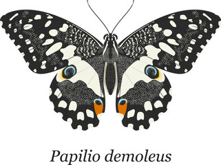 A detailed vector illustration of a Lime Butterfly (Papilio demoleus), isolated on a white background © Ento