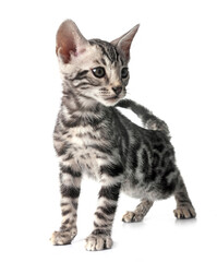 bengal kitten in studio © cynoclub