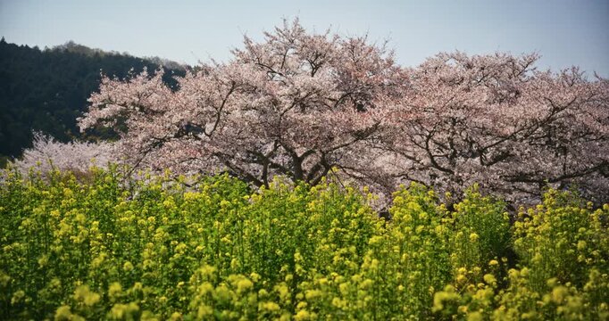 Field of rapeseed and spring cherry blossom trees - wide, dropping shot