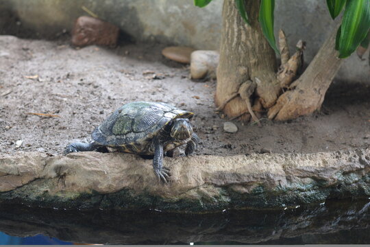 A turtle on a stone near fresh water in nature. Wildlife concept.  