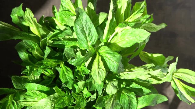 Fresh mint green leaves isolated with vibrant natural texture and crisp detail. Aromatic herbal foliage symbolizing freshness, wellness, organic ingredients, healthy food, natural me