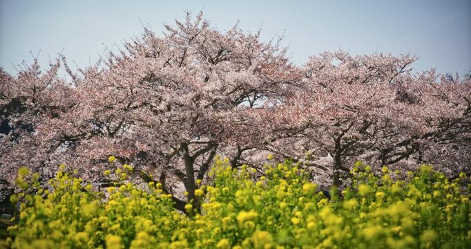 Slow motion, steady cam, lowing shot into field of rapeseed near cherry blossom trees