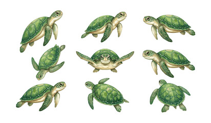 Sea turtle vector wildlife illustration set. Green turtles swimming, flippers, textured shells, marine reptile and ocean fauna elements. © Creative Studio 