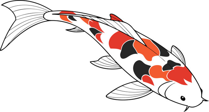 Colorful koi fish swimming isolated on transparent background
