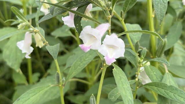 Blooming sesame plant with beautiful white flowers and fresh green leaves