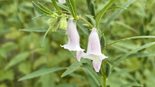 Delicate white and pink sesame flowers bloom in a green field
