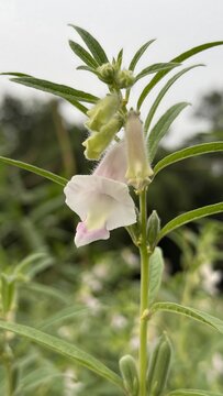 Detailed view of a sesame plant stem with delicate flowers and pods
