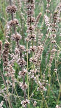 Dried brown flower heads on tall stalks in a natural setting