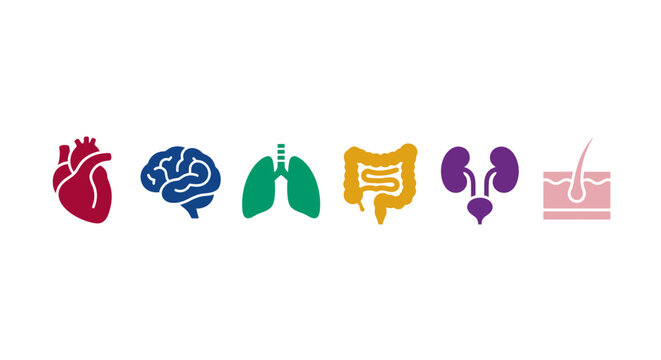 Diverse colorful human internal organs icons: heart, brain, lungs, intestines, kidneys, skin. Medical anatomy and health science illustration.