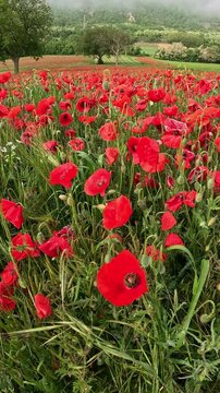 Red poppies in the field moved by the wind