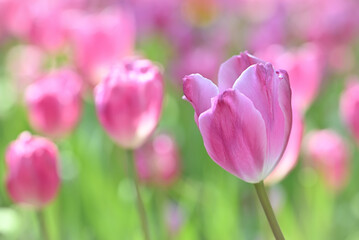 Obraz premium Close-up of a vibrant pink tulip in soft natural light, with gentle bokeh background highlighting fresh spring blooms and delicate petal textures.