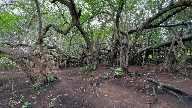 Chilema Tree, a massive Banyan tree located in Malosa, Zomba District, Malawi. Ideal for nature documentaries or environmental projects.