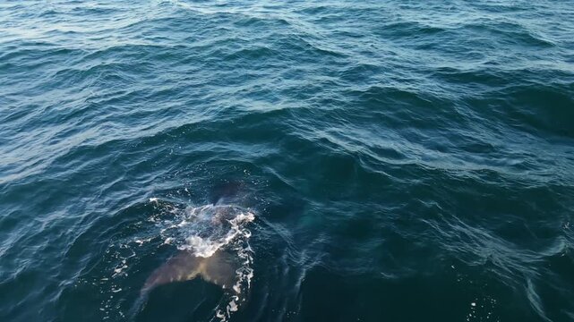 Whale surfacing in deep blue ocean waters near Puerto Madryn Argentina, aerial