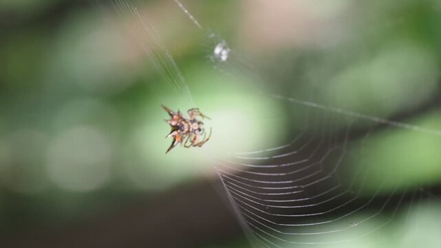 Close-up of a Spiny Orb Weaver Spider on a Web in Nature
