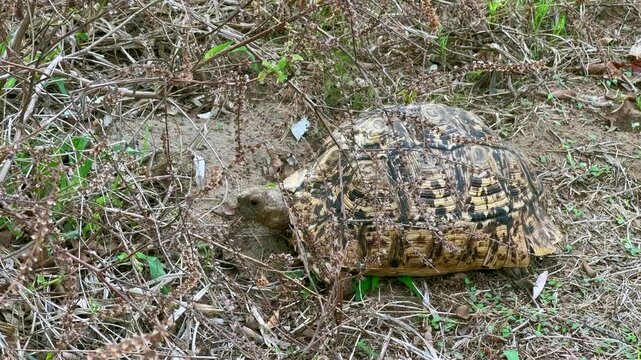 Leopard tortoise (Stigmochelys pardalis) moving slowly through dry, sparse grass in Majete Wildlife Reserve, Malawi. Ideal for wildlife documentaries or educational content on African fauna.