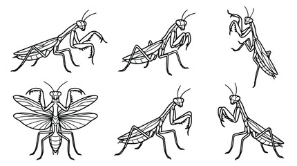 Vintage praying mantis vector set, black and white insect line art illustrations, 6 detailed mantis poses for nature and biology design © Sidra