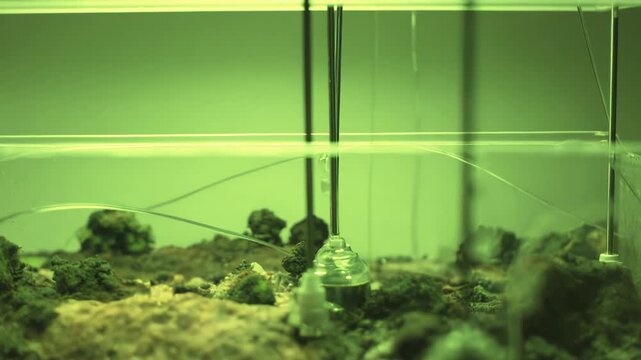 Exploring a scientific experiment with specialized equipment submerged in water within an aquarium setup, studying aquatic processes under controlled green light conditions