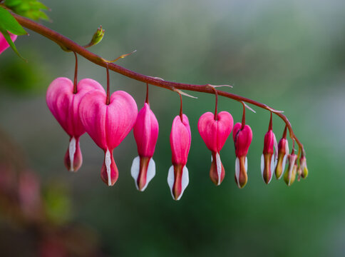 Delicate arch of pink bleeding heart flowers in bloom.