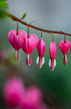 Delicate pink bleeding heart flowers on a stem