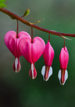 Close up of pink bleeding heart flowers hanging from a branch