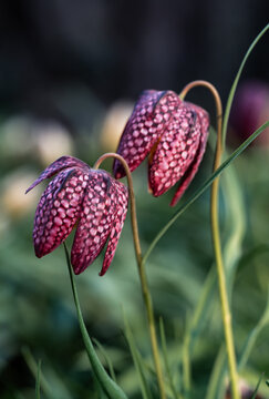 Two delicate purple checkered lily flowers in garden in spring