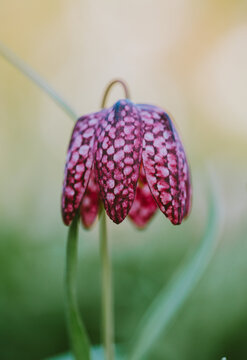 A beautiful checkered snake's head flower blooming in the spring