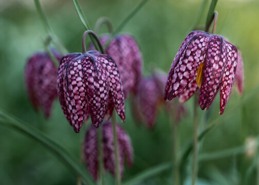 Delicate snakes head fritillary checkered lily flowers in bloom