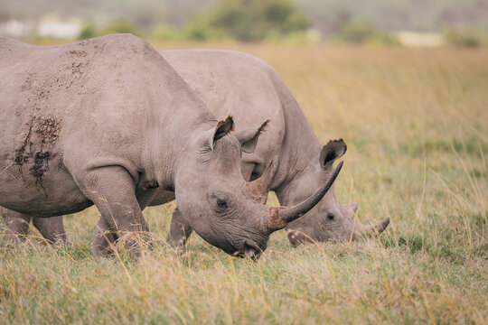 White Rhino Mother and Calf Grazing in African Savanna