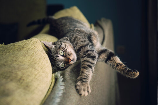 Tabby cat relaxing on a couch