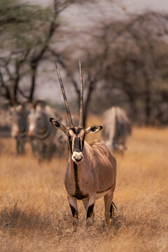 Front Facing Gemsbok in African Savanna With Zebras in Background