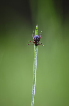 A  tick questing on a single blade of grass, Maine.