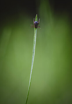 American dog tick waiting on a blade of grass in a field of green