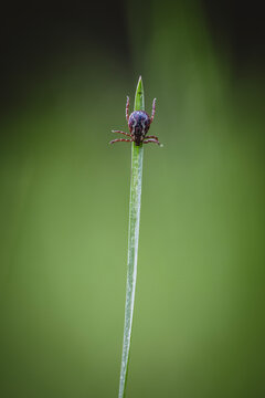 A tick sits on top of a grass blade in a field of green in Maine