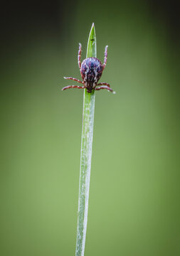 A single tick clinging on to a blade of grass.