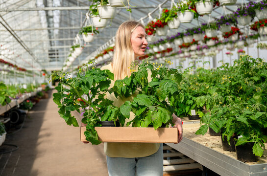 Woman carrying tomato seedlings in a greenhouse