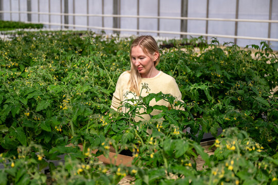 Woman Inspecting Young Tomato Plants in Commercial Greenhouse Nursery