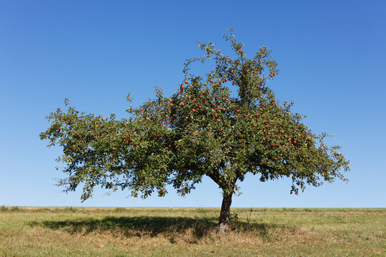 Germany, Bavaria, View of apple tree