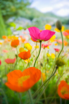 Germany, Iceland poppy (Papaver nudicaule), close-up