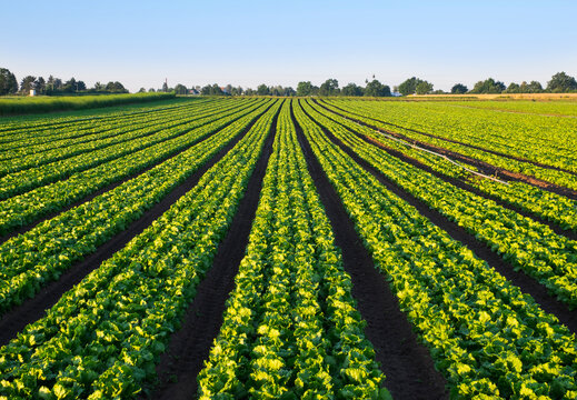 Lettuce field