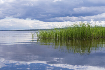 Obraz premium Coastal reeds growing in shallow river water under dramatic clouds. Peaceful nature scene with reflections, wetland vegetation and freshwater habitat.