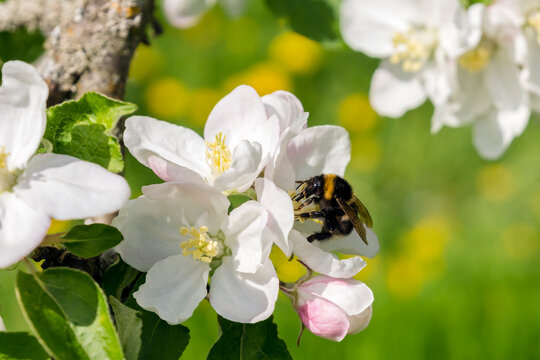 Germany, Hesse, Kronberg, Bumblebee at white blossom of apple tree