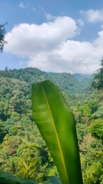 Banana leaf in foreground with tropical rainforest and blue sky at Curug Lawe Benowo Central Java