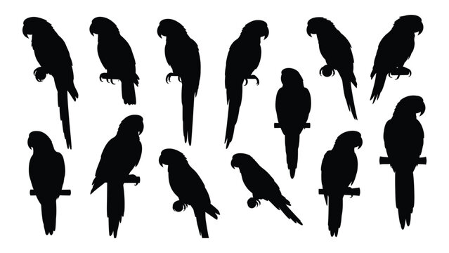 Collection of parrot silhouettes in various poses against a white background silhouette parrots avian bird birds tropical exotic macaw cockatoo