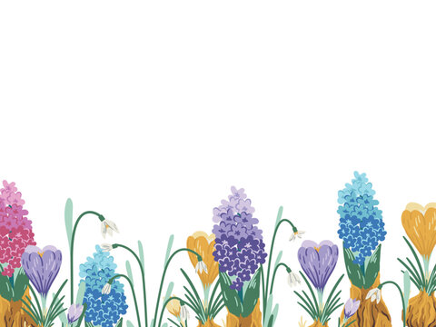 Spring flowers bottom border vector. Hyacinth and crocus background