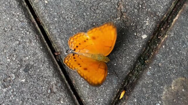 An exotic butterfly, Cirrochroa tyche, sits on dark, damp tiles in a park in Thailand.