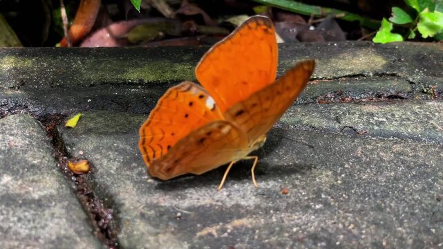 A close-up of a tropical Common Yeoman butterfly with bright orange wings on a gray tile. Exotic nature of Thailand.
