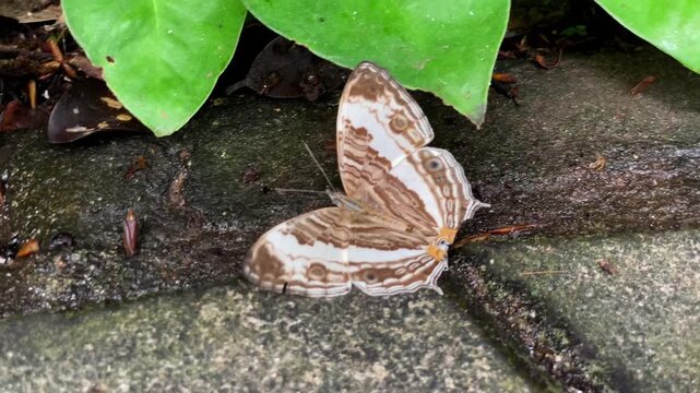 A Cyrestis cocles butterfly with an unusual map-like wing pattern sits on damp tiles amid tropical foliage in a park in Thailand.