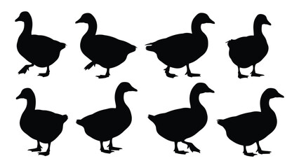 Obraz premium Collection of duck silhouettes in various poses against a white background a monochromatic illustration silhouette ducks waterfowl anatidae avian bird